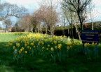 Daffodils in the Field of Hope, outside the Marie Curie Cancer Care Unit, Castle Hill Hospital, Cottingham, E. Yorks.